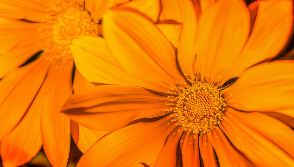 Orange art print by Frederic Gombert for $57.95 CAD