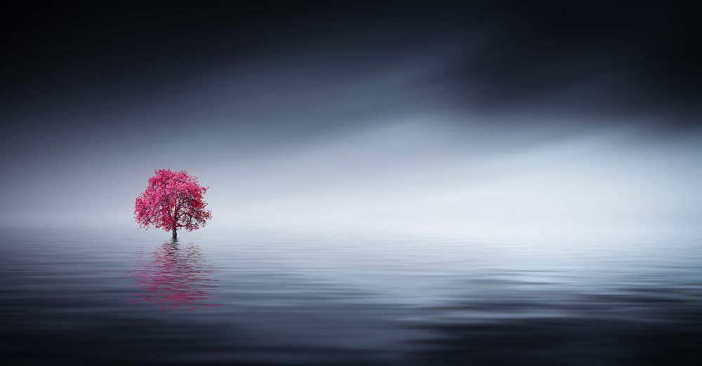 Pink Tree At Lake art print by Bess Hamiti for $57.95 CAD