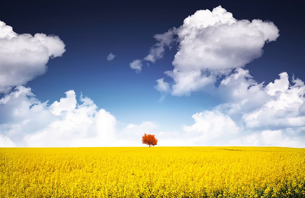 Canola Meadow art print by Bess Hamiti for $57.95 CAD
