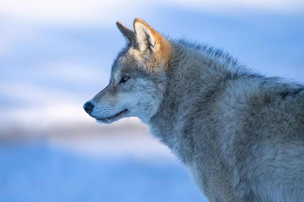 A Vigilant Wolf art print by Bingo Z for $57.95 CAD