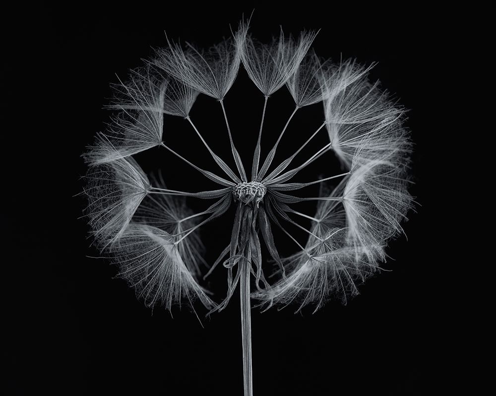 Salsify art print by Lotte Gronkjar for $57.95 CAD