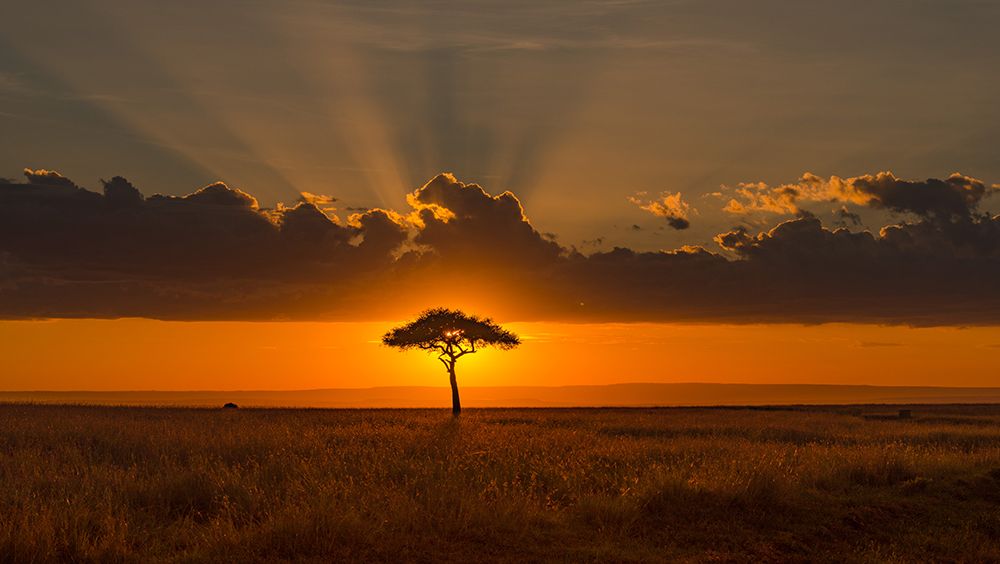 Behind The Acacia Tree art print by Tony Yu for $57.95 CAD