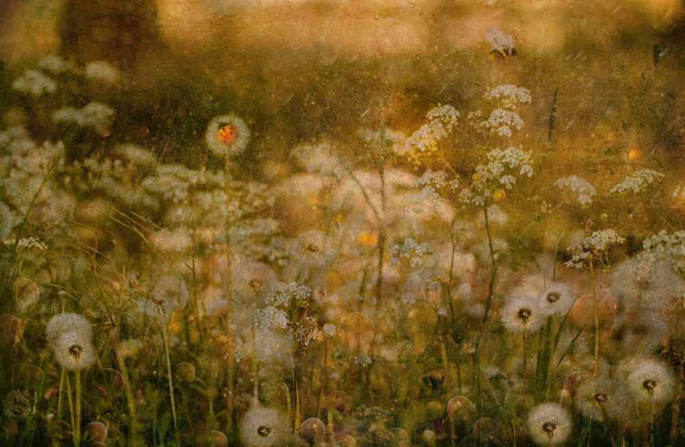 Dandelion Dreams art print by Delphine Devos for $57.95 CAD