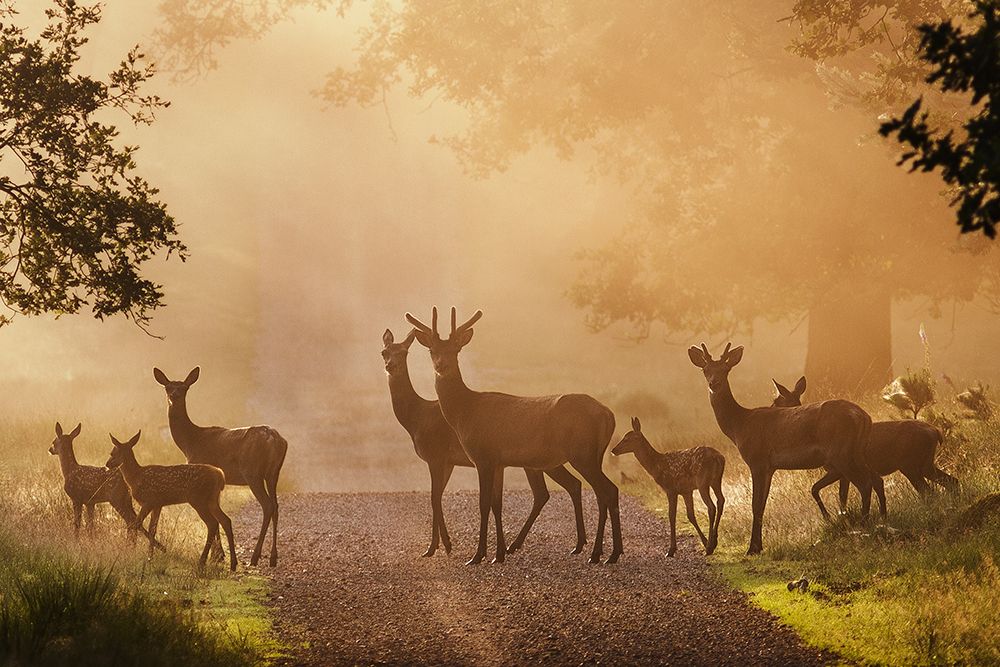 Deer on path art print by Jaap van den for $57.95 CAD
