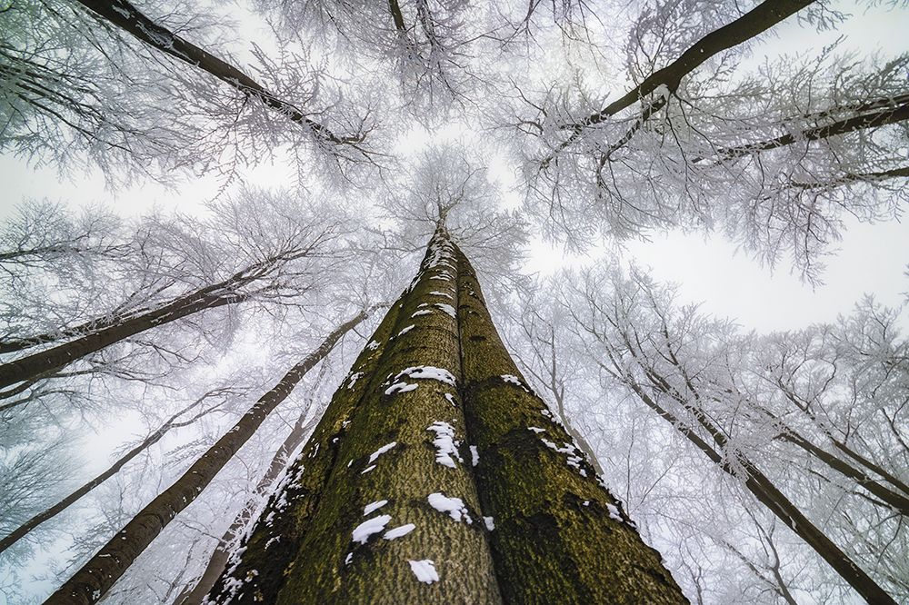 Looking Up art print by Tom Pavlasek for $57.95 CAD