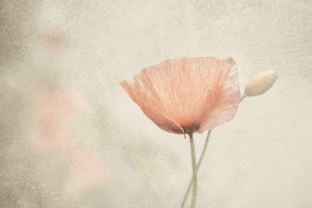 Jewel Of Nature art print by Gilbert Claes for $57.95 CAD