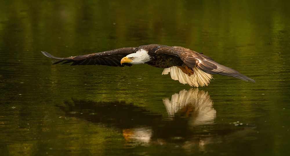 The Reflective Pond art print by Susan Breau for $57.95 CAD