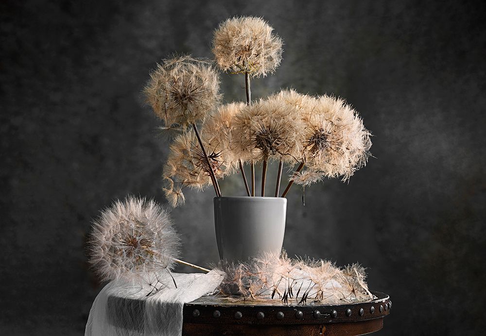 Dandelion Seed Pod art print by Lydia Jacobs for $57.95 CAD