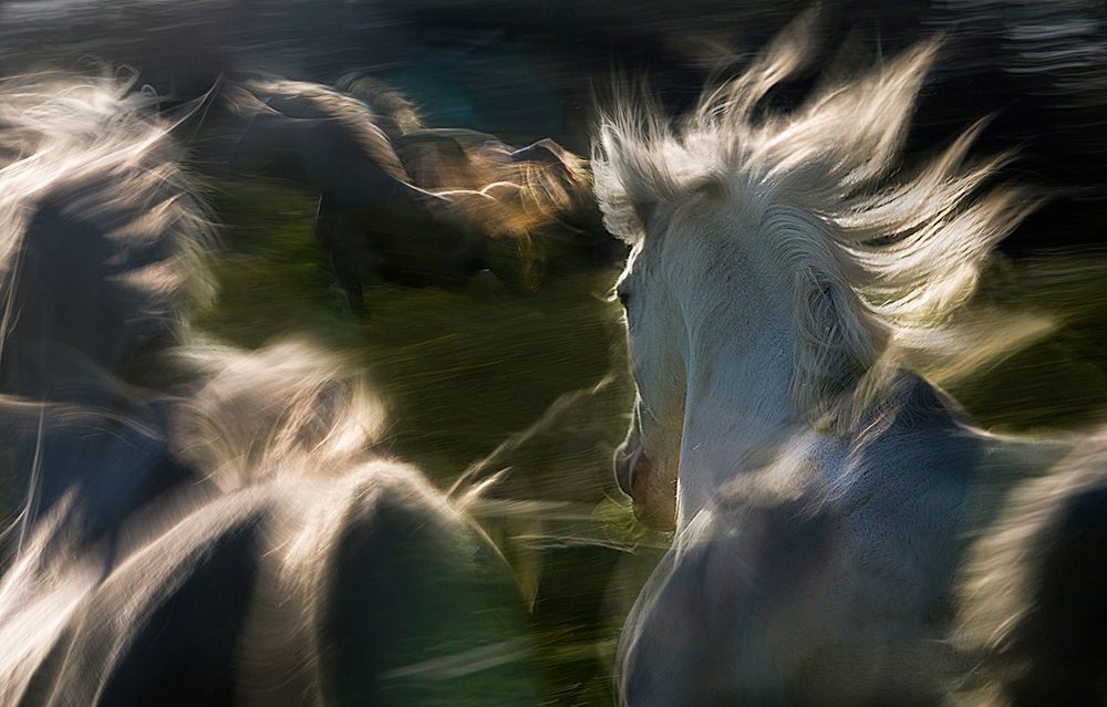 Esata Equina art print by Milan Malovrh for $57.95 CAD