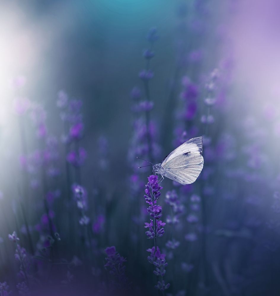 Lavender Queen... art print by Juliana Nan for $57.95 CAD