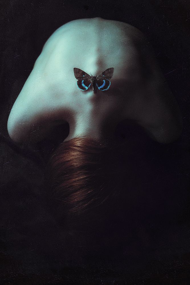Moth art print by Magdalena Russocka for $57.95 CAD