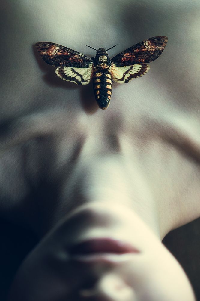 Moth art print by Magdalena Russocka for $57.95 CAD