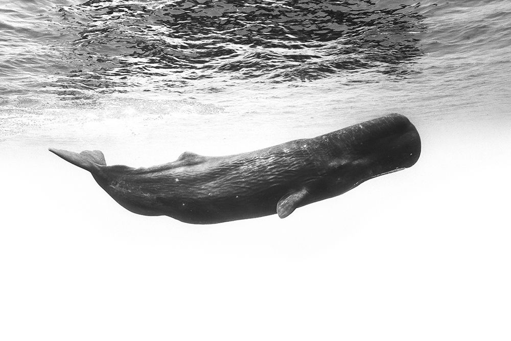 Sperm Whale art print by Barathieu Gabriel for $57.95 CAD