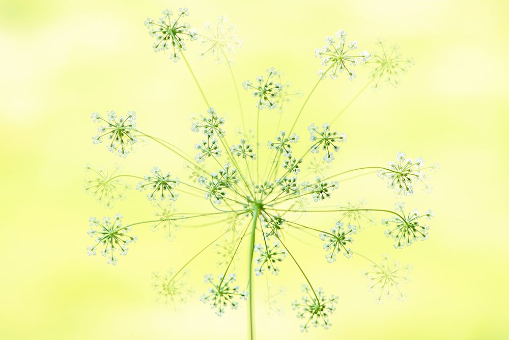 Queen AnneS Lace art print by Jacky Parker for $57.95 CAD