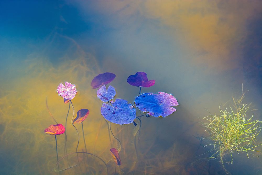 Water Life art print by Bernardine De Laat for $57.95 CAD