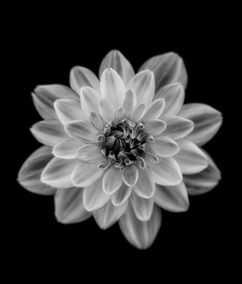 Dahlia art print by Lotte Gronkjar for $57.95 CAD