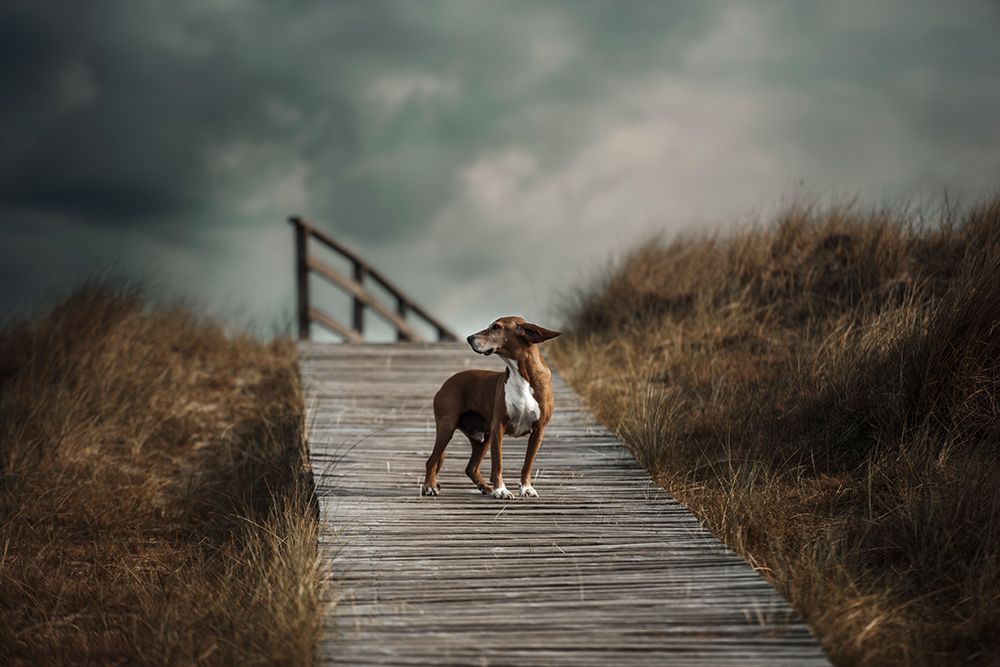 The Summer Wind Came Blowin In From Across The Seaa?B. (Frank Sinatra) art print by Heike Willers for $57.95 CAD