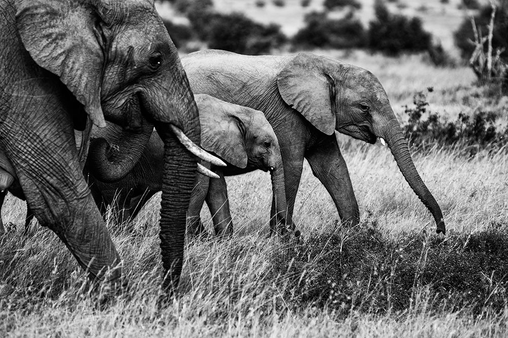 Elephant Family art print by Vedran Vidak for $57.95 CAD