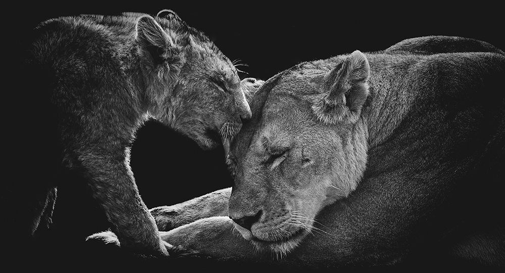 Lion Family art print by Vedran Vidak for $57.95 CAD