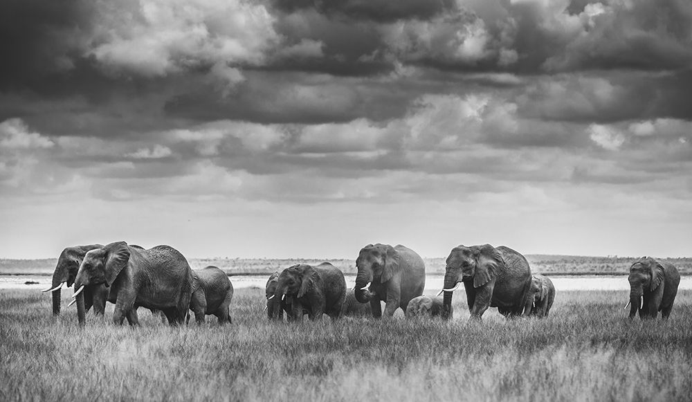 Elephant Family art print by Vedran Vidak for $57.95 CAD