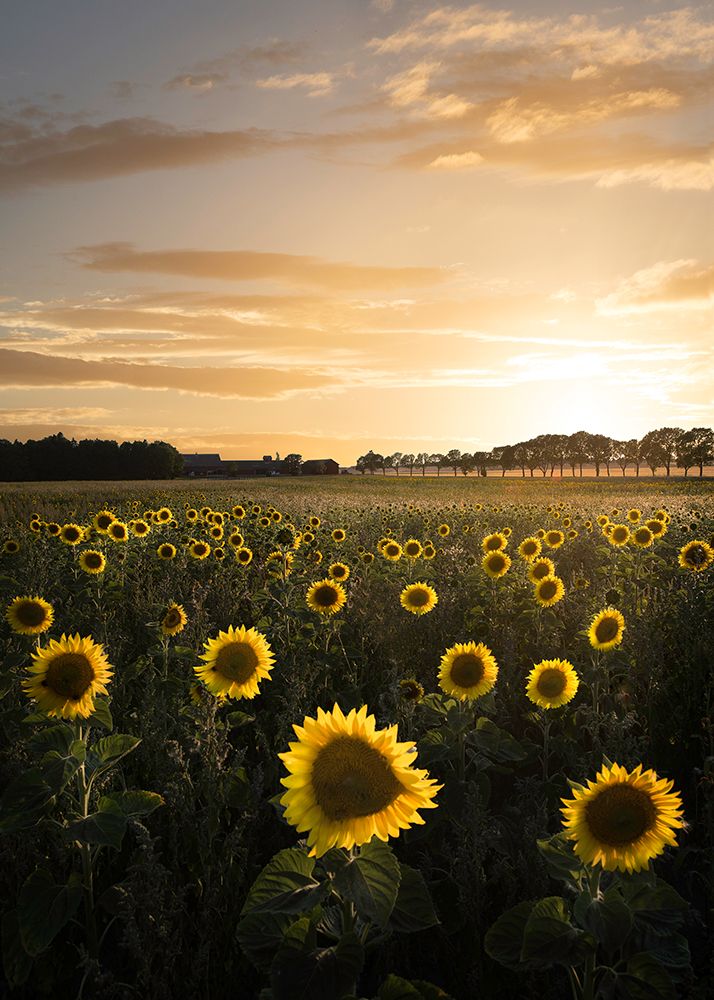 Sunflowerfield In Sweden art print by Christian Lindsten for $57.95 CAD