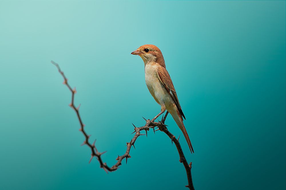Red Tailed Shrike! art print by Sina Pezeshki for $57.95 CAD