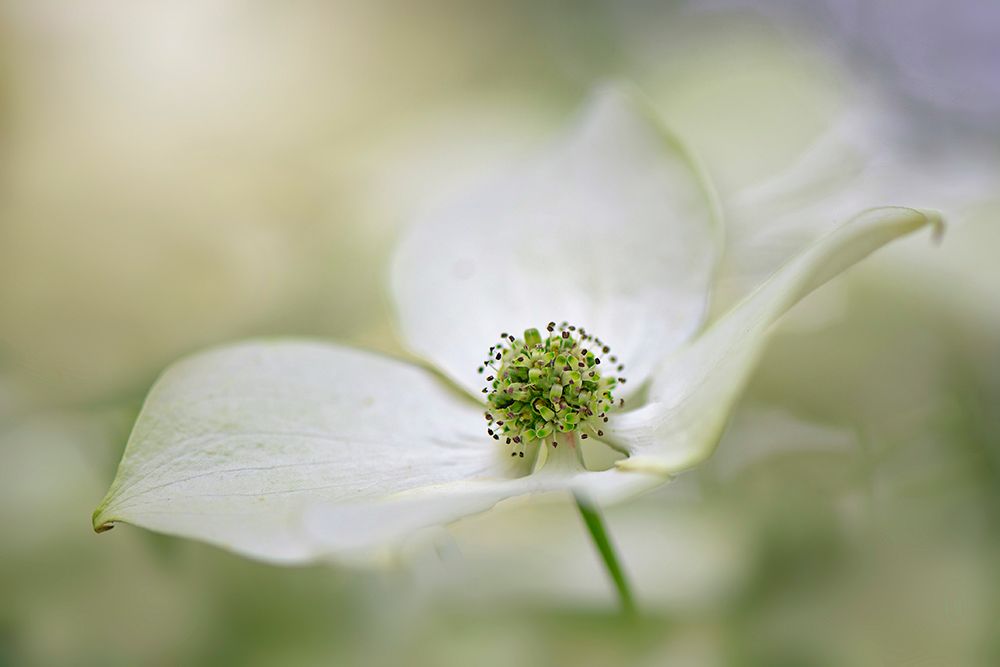 Cornus Kousa Miss Satomi art print by Jacky Parker for $57.95 CAD