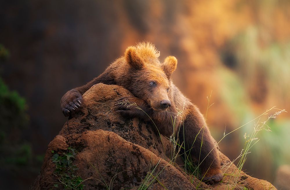 Bear Portrait art print by Sergio Saavedra Ruiz for $57.95 CAD