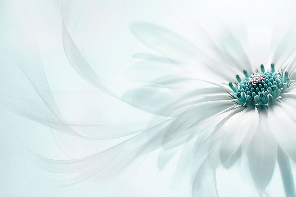 Purity art print by Jacky Parker for $57.95 CAD
