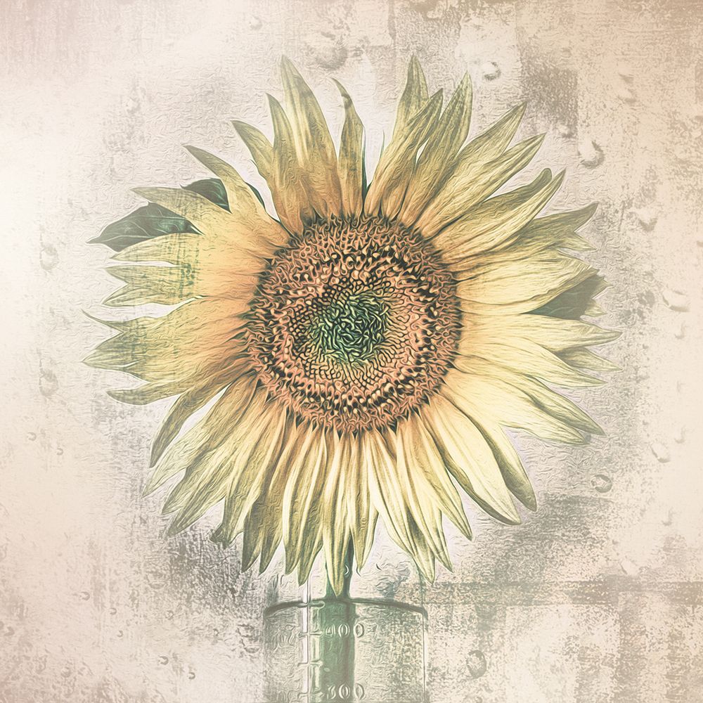 Sunflower art print by Kerstin Kaufmann for $57.95 CAD