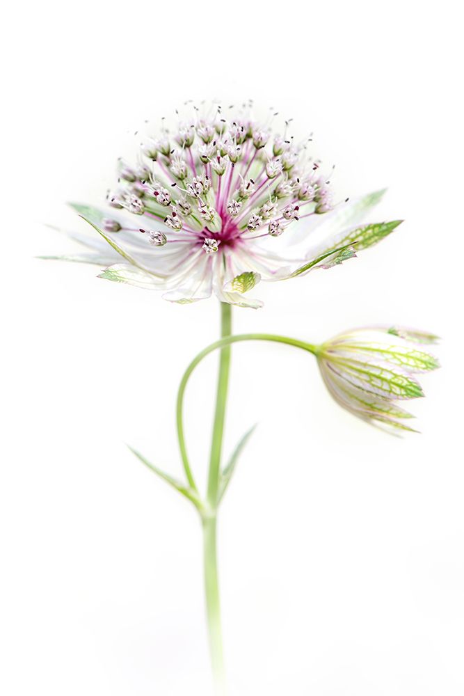 Simply Astrantia art print by Jacky Parker for $57.95 CAD