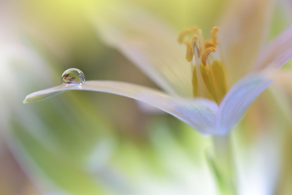 Sunbeam.. art print by Juliana Nan for $57.95 CAD
