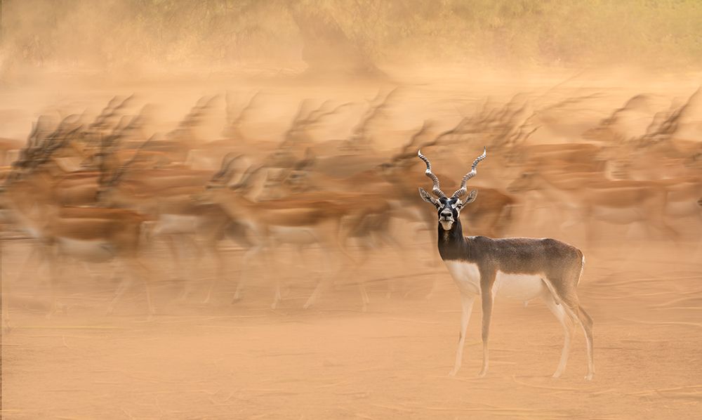 Black Bucks art print by Sayyed Nayyer Reza for $57.95 CAD