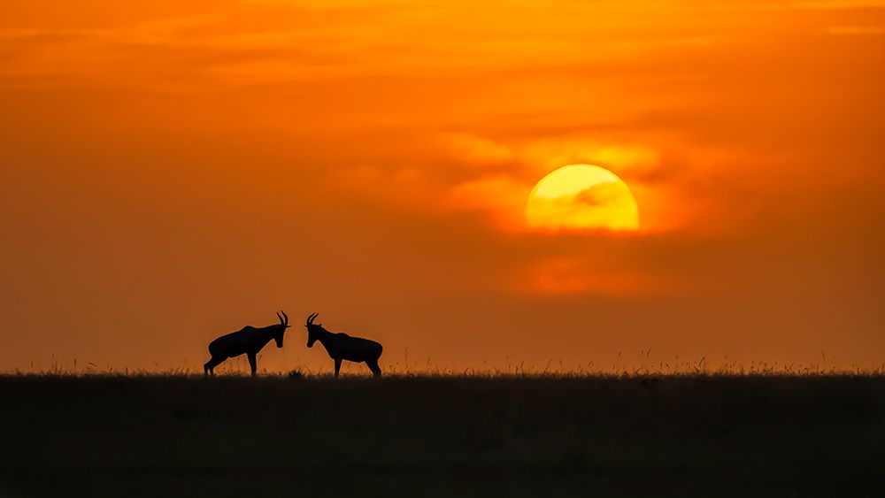 At The Sunset art print by Jun Zuo for $57.95 CAD