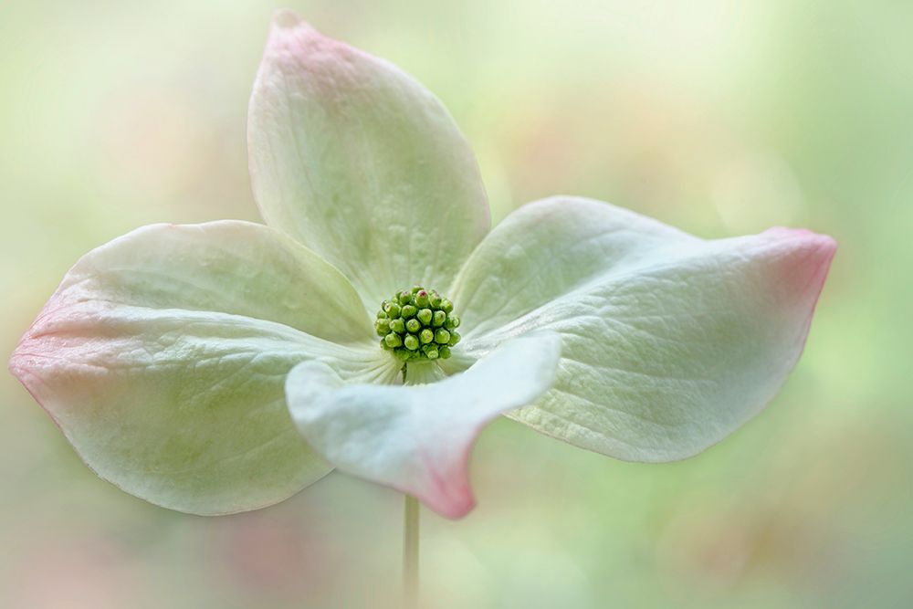 Cornus Kousa art print by Jacky Parker for $57.95 CAD