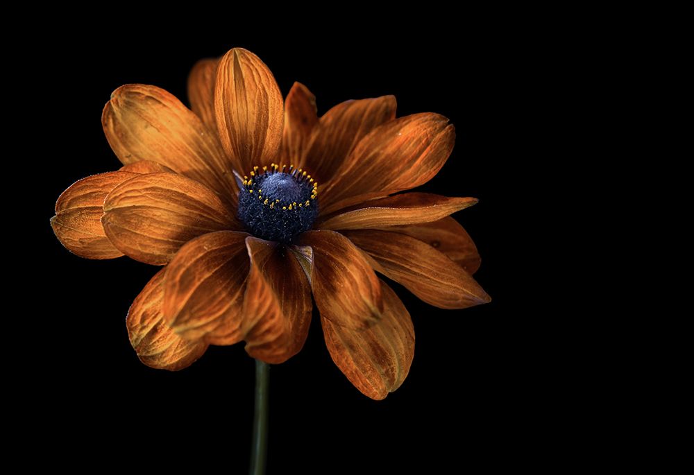 Rudbeckia art print by Mandy Disher for $57.95 CAD