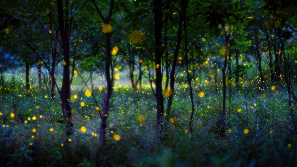 Magic Fireflies art print by Hua Zhu for $57.95 CAD