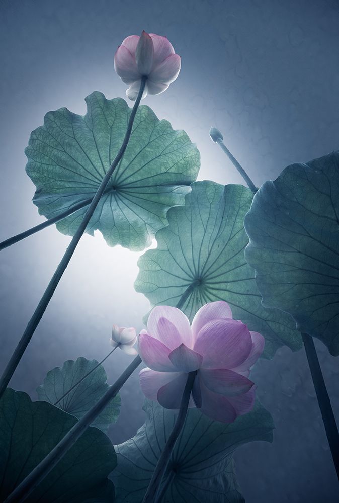 Lotus art print by Shanyewuyu for $57.95 CAD