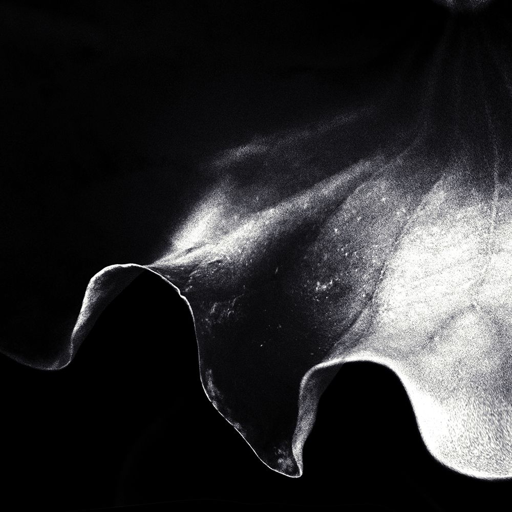 A Kiss Of Light art print by Piet Flour for $57.95 CAD