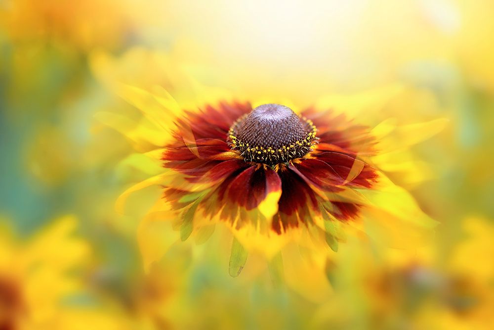 Autumn Glow art print by Jacky Parker for $57.95 CAD