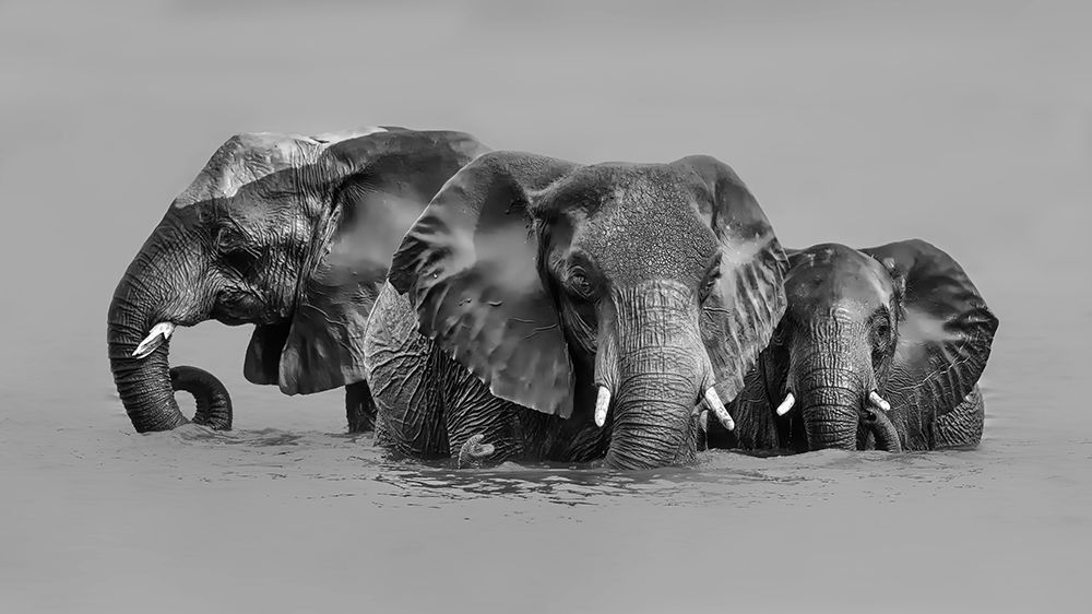 Elephant Crossing The River art print by Jun Zuo for $57.95 CAD