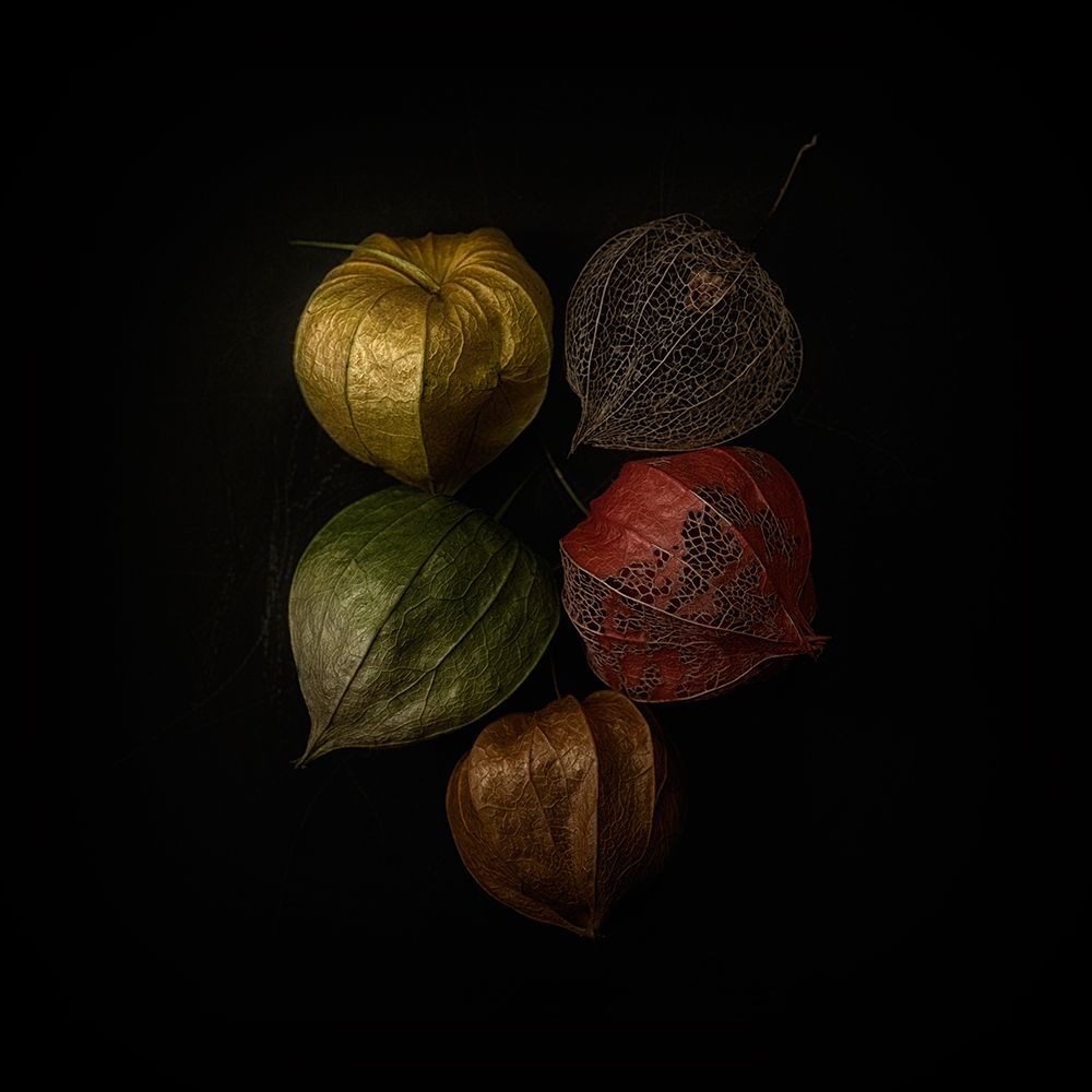 Physalis art print by Lotte Gronkjar for $57.95 CAD