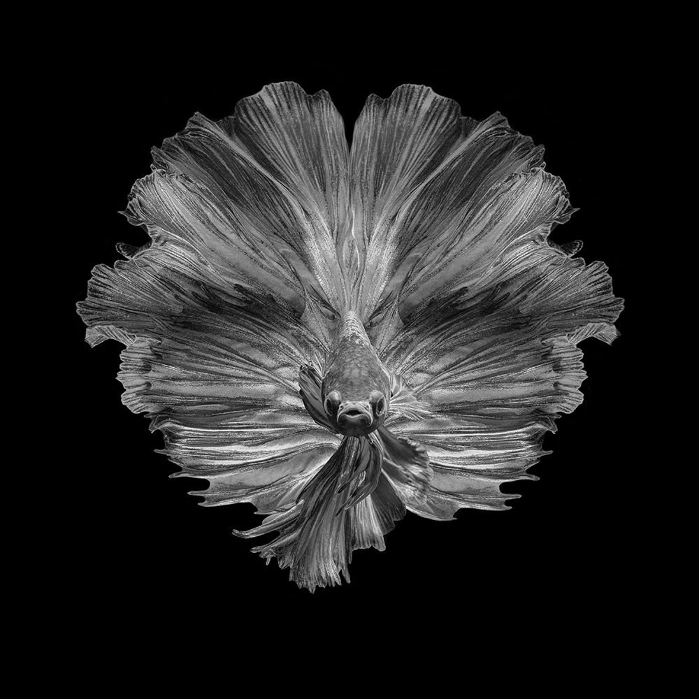 The Flower Of Tail art print by Andi Halil for $57.95 CAD