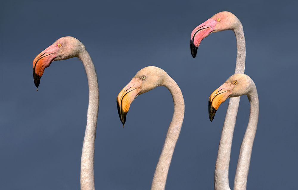 Flamingos Close Up art print by Xavier Ortega for $57.95 CAD