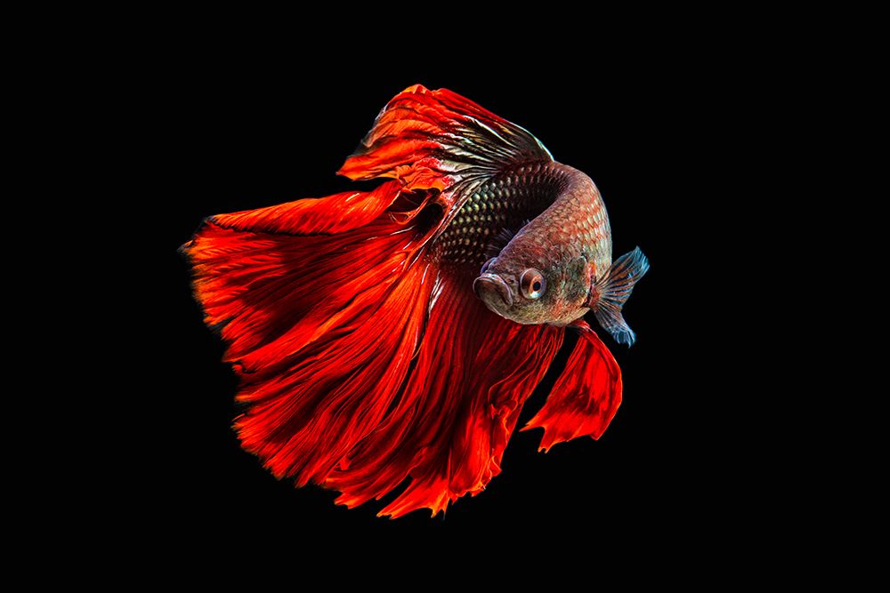 Angry Fish art print by Andi Halil for $57.95 CAD