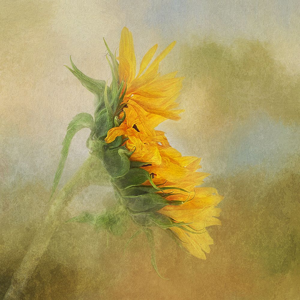 Fading Sunflower art print by Gaille Gray for $57.95 CAD