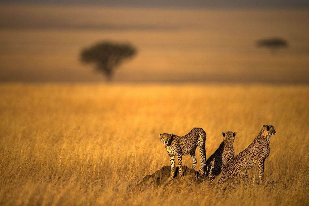 Landsape Of Cheetah art print by Bahaadeen Al Qazwini for $57.95 CAD