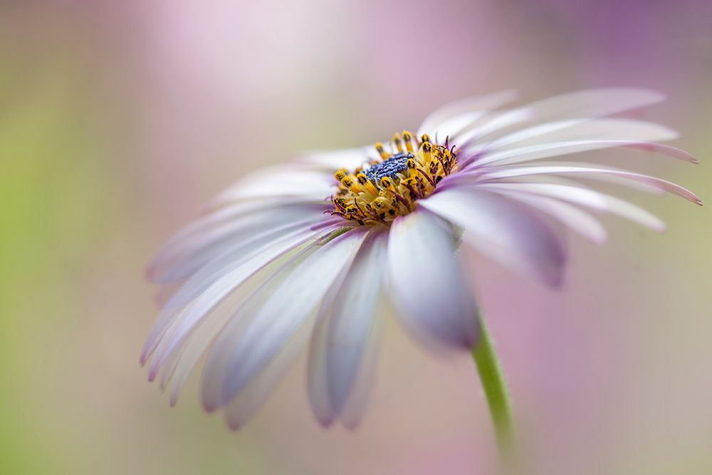 Cape Daisy art print by Jacky Parker for $57.95 CAD