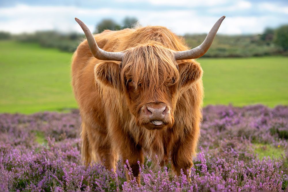 Highland art print by Jacky Parker for $57.95 CAD
