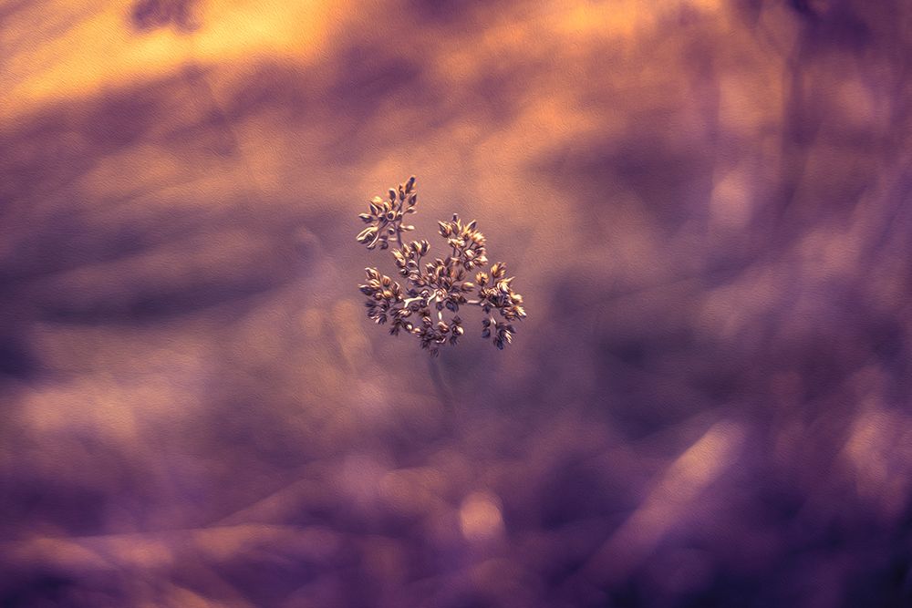 Violet Life art print by Ingo Menhard for $57.95 CAD